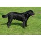 Diesel, Labrador Retriever - Rüde