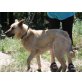 Diesel, Malinois-Labrador - Rüde
