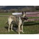 Diesel, Malinoismischling - Rüde