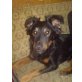 Diesel, Schäferhund-Terrier-Mix - Rüde