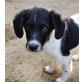 Diesel, Spaniel-Mix Welpen - Rüde