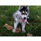 Dieser sibirische Husky Welpe ist 12 Wochen a, Siberian Husky - Rüde