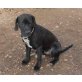 Digger, Labrador-Mix - Rüde