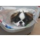 Digger, Pekinese - Rüde