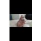 Dillon, Canadian Sphynx  - Kater
