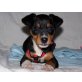 Dim, Chihuahua-Mix Welpen - Rüde