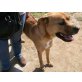Dimas, Boxer-Mix - Rüde