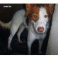 Dimitri-ist ein Zarter Hundejunge!, Mischling - Rüde