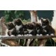 Dimmbras J2-Wurf, Norwegische Waldkatze - Kater