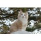 Dimmbras NALA, Norwegische Waldkatze - Katze