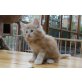 Dimmbras Norwegische Waldkatzen, Norwegische Waldkatze - Kater