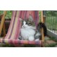 Dimmbras Una und Umba, Norwegische Waldkatze - Katze