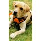 Dimmy, Labrador- Mix - Rüde