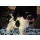 Din-din, Tibet-Terrier Welpen - Rüde