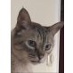 Dina, Katzenomi- Pflegestelle in Feldkirchen - Katze