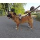 Dina-Mia, Mix - Hündin