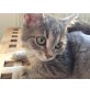 Dinah, Daisy & Dalia , Tierschutz - Katze
