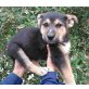 Dingo, Mischling Welpen - Rüde