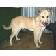 Dingo, Mix - Rüde