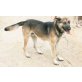 Dingo, Schäferhund-Mix - Rüde