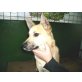 Dingo , mix - Rüde