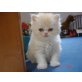 Dino, Perser - Kater