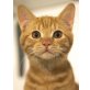 Dino, Zwergl sucht liebevolle Familie - Kater