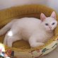 Dino und Donna, weiß BKH-Mix und Grautiger, Geschwisterpaar - Katze
