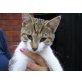 Dinoso, Notfall - Kater