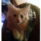 Dio u. Diva, Maine Coon - Kater