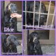 Dior, Labrador-Mix - Hündin