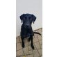 Dior, Labrador - Rüde