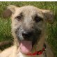 Dior, Schnauzer-Mix - Hündin