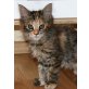Dita, Maine Coon - Katze
