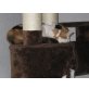 Diva, Exotisch Kurzhaar - Katze