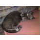 Diva, Karthäuser - Katze