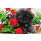 Diva, Maltipoo Welpen - Hündin