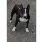 Diva, Miniatur Bullterrier - Hündin