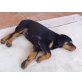 Diva, Rottweiler Welpen - Hündin