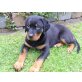 Diva, Rottweiler Welpen - Hündin