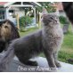 Diva vom Raufenstein, Maine Coon - Katze