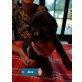 Diva von Altpreussen, Deutsche Dogge Welpen - Hündin