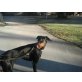 Diva von der Schleckzunge, Dobermann - Hündin