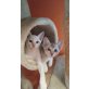 Diverse, Tonkanese - Katze