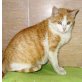 Dixie, Europäische Kurzhaarkatze - Katze