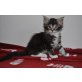 Djamila, Maine Coon - Katze