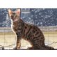 Django, Bengalkatze - Kater