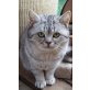 Django, Britisch Kurzhaarkatze - Kater