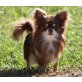 Django, Chihuahua langhaariger Schlag - Rüde