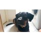 Django, Labrador Mischlings Rüde 1,5 Jahre jung  - Rüde